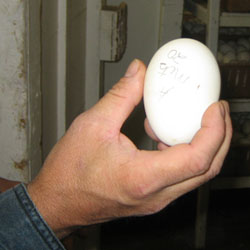 Egg