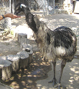 Emu