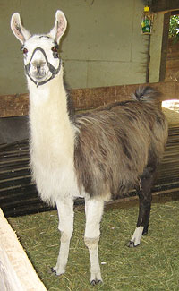 Llama