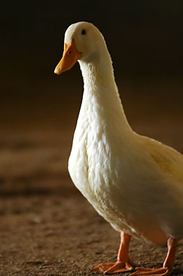Barn Duck