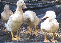 Buff Ducks