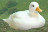 Call Duck