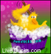 Contact Liveducks.com for permission to use this picture