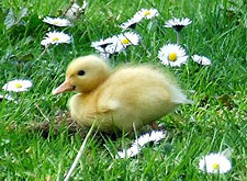 Visit www.FowlBlog.com