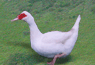 Muscovy