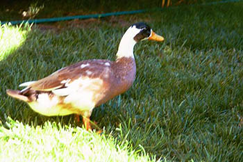 Contact Liveducks.com for permission to use this photo