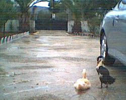 Contact Liveducks.com for permission to use this photo