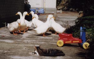 Contact Liveducks.com for permission to use this photo
