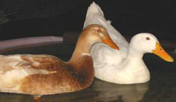 Contact Liveducks.com for permission to use this photo