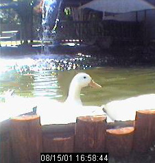 Contact Liveducks.com for permission to use this photo