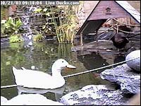 Trouble and Mischief in their pond